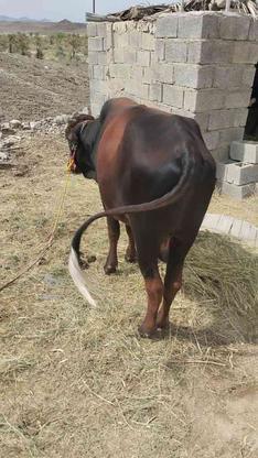 فروشی گاو نر برای قربانی در گروه خرید و فروش ورزش فرهنگ فراغت در سیستان و بلوچستان در شیپور-عکس1
