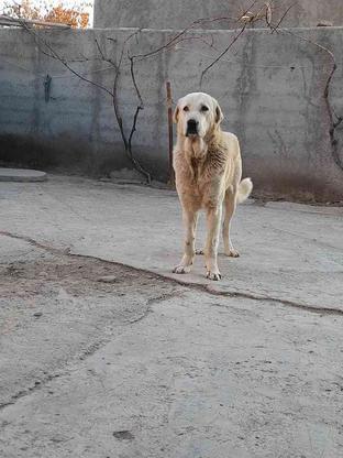 واگذاری سگ پژدر در گروه خرید و فروش ورزش فرهنگ فراغت در آذربایجان شرقی در شیپور-عکس1