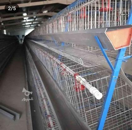 قفس منبری(قفس مرغ تخمگذار) در گروه خرید و فروش صنعتی، اداری و تجاری در مازندران در شیپور-عکس1