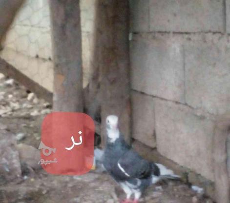 2 عدد کبوتر نر وماده جفت در گروه خرید و فروش ورزش فرهنگ فراغت در مازندران در شیپور-عکس1
