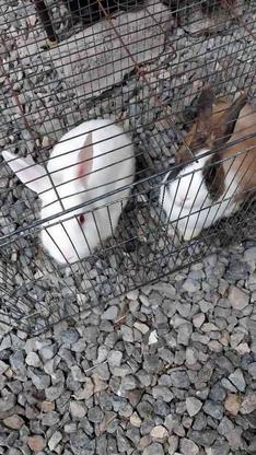 خرگوش نرماده. باهوش در گروه خرید و فروش ورزش فرهنگ فراغت در مازندران در شیپور-عکس1