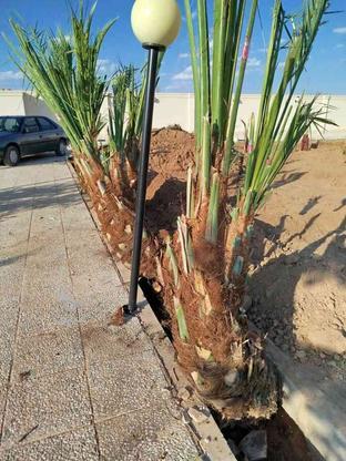 پاجوش انواع درخت خرما در گروه خرید و فروش صنعتی، اداری و تجاری در اصفهان در شیپور-عکس1