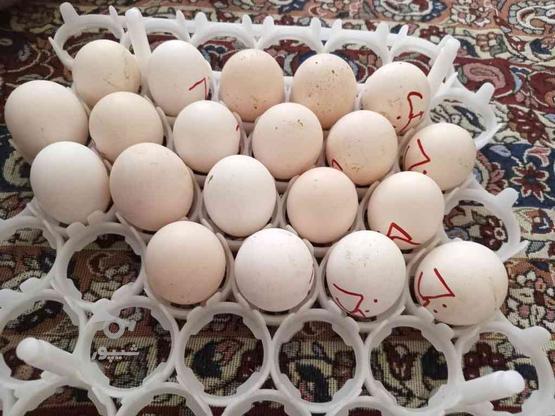 فروش تخم نطفه دار در گروه خرید و فروش ورزش فرهنگ فراغت در آذربایجان شرقی در شیپور-عکس1