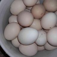 تخم مرغ محلی نطفه دار و جوجه