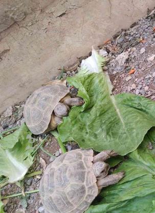 لاکپشت تک زیست در گروه خرید و فروش ورزش فرهنگ فراغت در خراسان رضوی در شیپور-عکس1