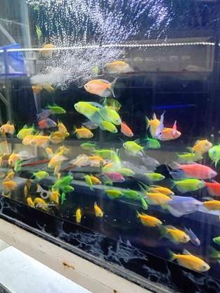 ماهی کالر فیش سوپر باله در گروه خرید و فروش ورزش فرهنگ فراغت در خراسان رضوی در شیپور-عکس1
