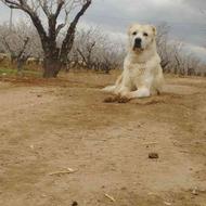 سگ افغانی توله واگذاری