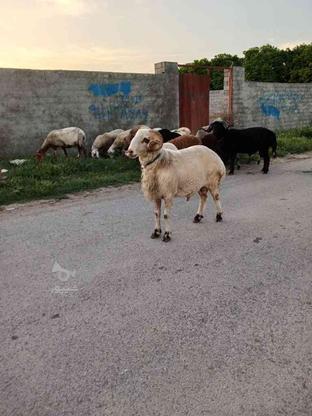 گوسفند نر تخمی در گروه خرید و فروش ورزش فرهنگ فراغت در مازندران در شیپور-عکس1