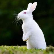 خرگوش زیبا اهلی