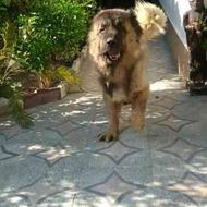 واگذاری سگ قفقازی نروماده 2سال