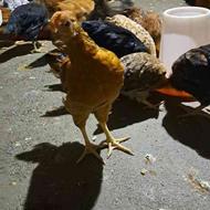 فروش مرغ،خروس چهارماهه آماده تخمگذاری