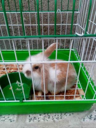 خرگوش لوپ نر در گروه خرید و فروش ورزش فرهنگ فراغت در خراسان رضوی در شیپور-عکس1