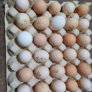 تخم نطفه دار اردک اسرائیلی و مرغ محلی و مرندی و سفید