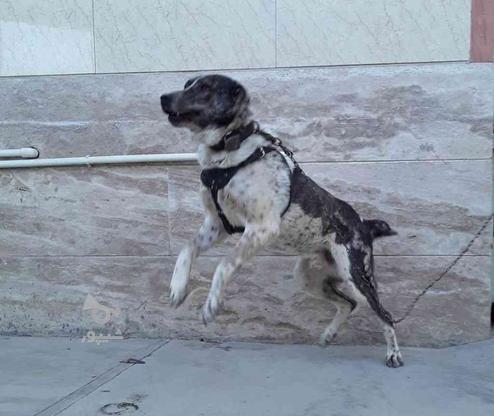 واگذاری سگ افغان نر ادمگیر در گروه خرید و فروش ورزش فرهنگ فراغت در تهران در شیپور-عکس1