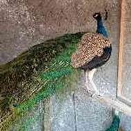 فروش جوجه طاووس