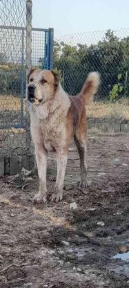 سگ نر خراسانی نسل دار واگذاری در گروه خرید و فروش ورزش فرهنگ فراغت در مازندران در شیپور-عکس1