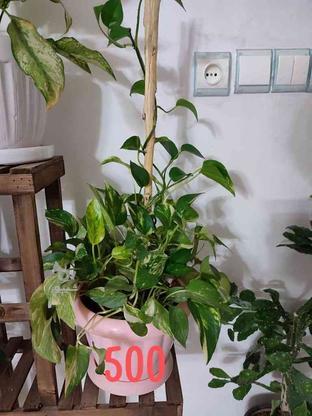 گل پتوس ساده و ابلق بلند بهم پیچیده شده در گروه خرید و فروش لوازم خانگی در خراسان رضوی در شیپور-عکس1