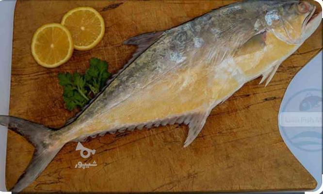 ماهی تازه سارم دریایی جنوب در گروه خرید و فروش خدمات و کسب و کار در خراسان رضوی در شیپور-عکس1