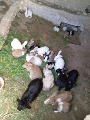 12عدد خرگوش در گروه خرید و فروش ورزش فرهنگ فراغت در آذربایجان غربی در شیپور-عکس1