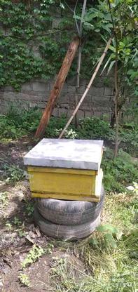 جعبه زنبور عسل در گروه خرید و فروش صنعتی، اداری و تجاری در مازندران در شیپور-عکس1
