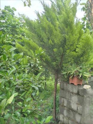 فروش درخت کاج در گروه خرید و فروش خدمات و کسب و کار در گیلان در شیپور-عکس1