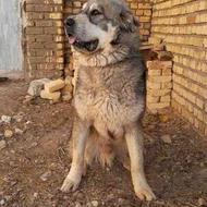 واگذاری سگ عراقی