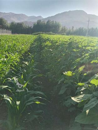 زمین کشاورزی 4000 متر در گروه خرید و فروش املاک در چهارمحال و بختیاری در شیپور-عکس1
