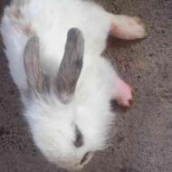 خرگوش لوپی هلندی