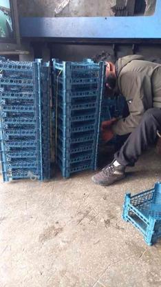 نیازمند کارگر برای تولیدی سبد میوه در گروه خرید و فروش استخدام در مازندران در شیپور-عکس1