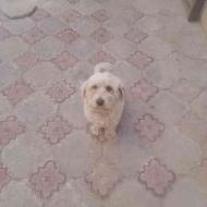 سگ پاپی شیتزو نر سفید واگذاری