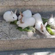 خرگوش کوچولو پنج عدد تازه از شیر دراومدن خودشون غذا میخورن