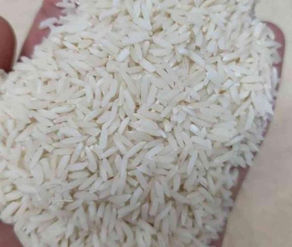 برنج کشت دوم طارم فریدونکنار