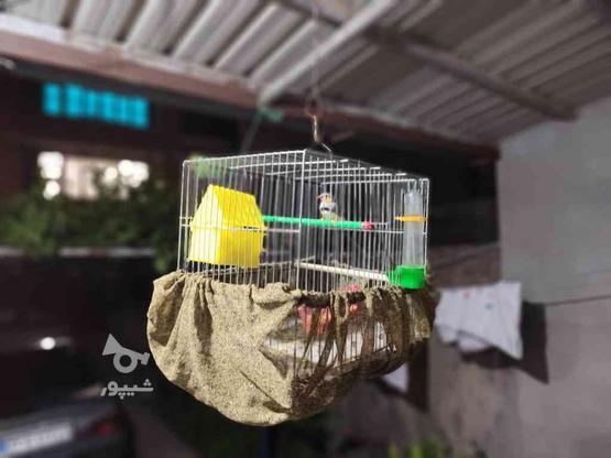 پرنده‌ فینچ‌ شاد‌ و سر حال در گروه خرید و فروش ورزش فرهنگ فراغت در آذربایجان غربی در شیپور-عکس1