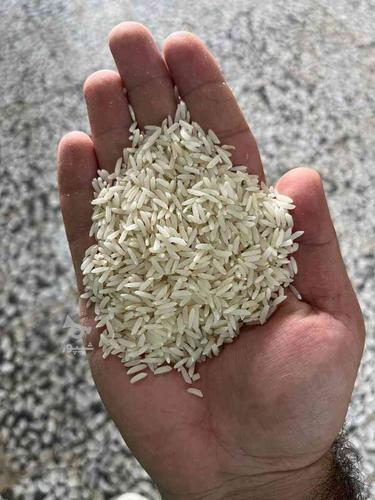 فروش برنج درجه مستقیم از کشاورز