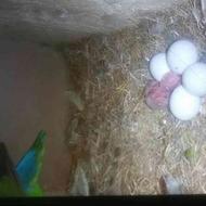 طوطی برزیلی یک جفت پنج تخم