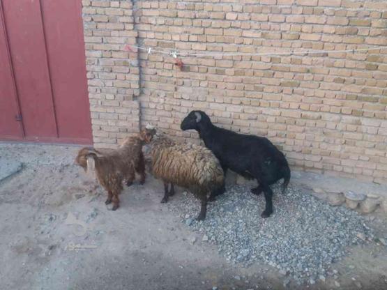 گوسفند نر و بزغاله نر در گروه خرید و فروش ورزش فرهنگ فراغت در همدان در شیپور-عکس1