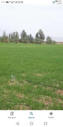 2000 متر زمین کشاورزی در اراک در گروه خرید و فروش املاک در البرز در شیپور-عکس1