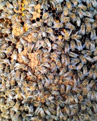 کندو زنبور عسل در گروه خرید و فروش ورزش فرهنگ فراغت در آذربایجان شرقی در شیپور-عکس1