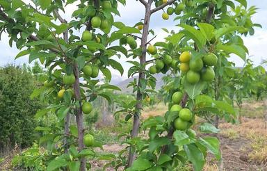 باغ میوه واقع در خرم آباد 2000 مترمربع