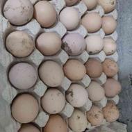 تخم مرغ محلی خوراکی هفته ای جمع میشه