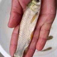 ماهی آمور ، کپور و فیتوفاک