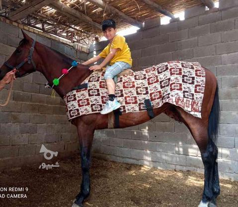 اسب دوخون 5ساله نریان درجه1 در گروه خرید و فروش ورزش فرهنگ فراغت در تهران در شیپور-عکس1