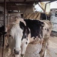 گاو شیرده 20کیلو شیر