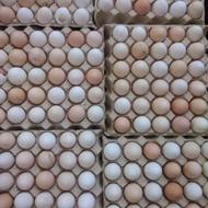 تخم مرغ نطفه دار تازه محلی و گلپایگان تعداد بالا