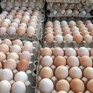 تخم مرغ محلی نطفه دار تعدا. گله 100عدد