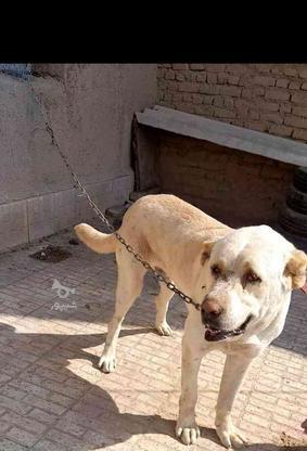واگذاری سگ 12 ماهه گردن کلفت در گروه خرید و فروش ورزش فرهنگ فراغت در تهران در شیپور-عکس1