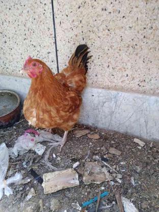 مرغ تخمگذار در گروه خرید و فروش ورزش فرهنگ فراغت در زنجان در شیپور-عکس1