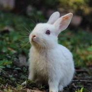 خرگوش سفیدچشم قرمز