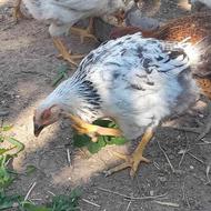 نیمچه مرغ و خروس 4 ماهه