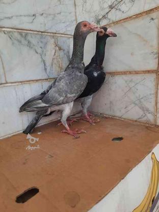 کبوتر کاریر نروماده وارداتی در گروه خرید و فروش ورزش فرهنگ فراغت در خراسان رضوی در شیپور-عکس1